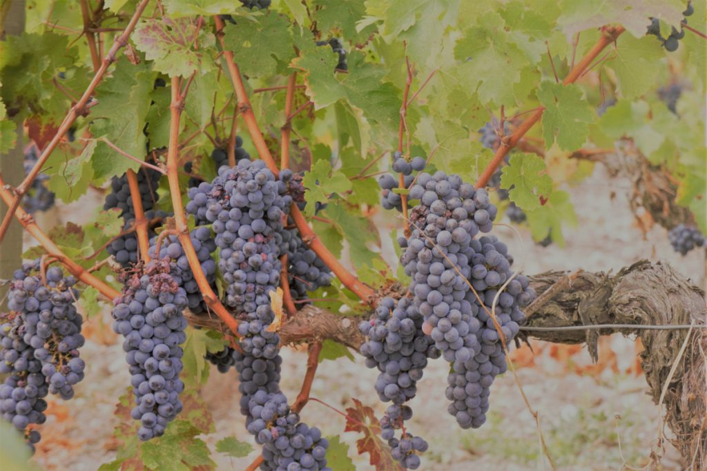 Syrah ou Shiraz casta uva