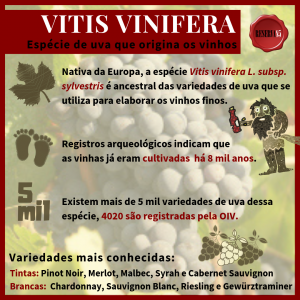 Infográfico casta de uva espécie vitis vinicera