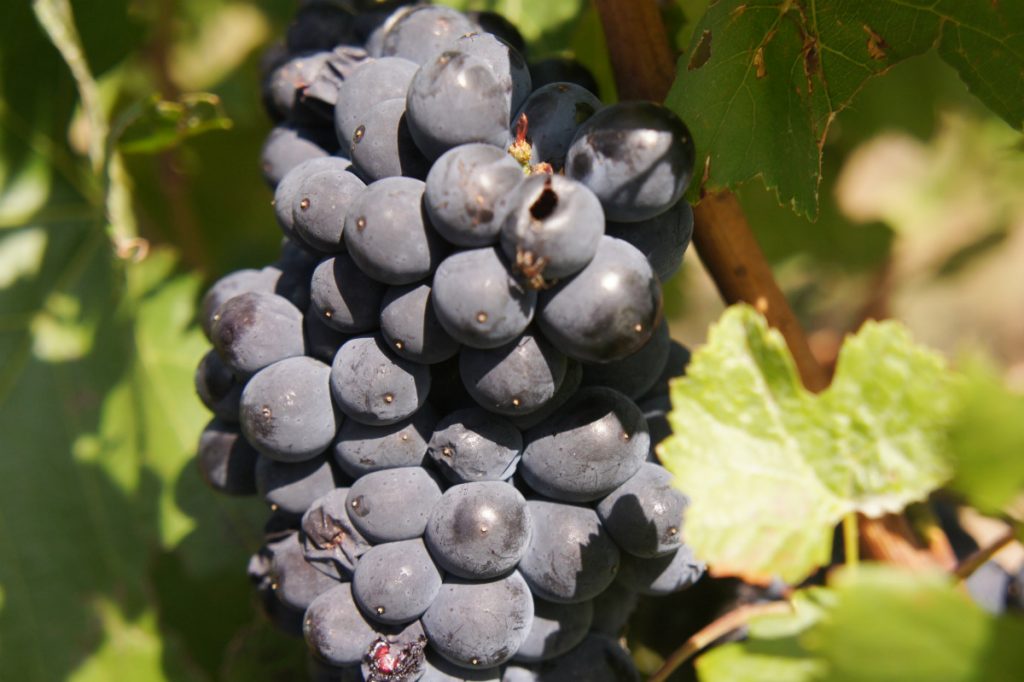 merlot casta uva - Foto