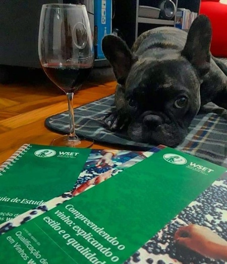 Dicas aprender sobre vinhos para iniciantes