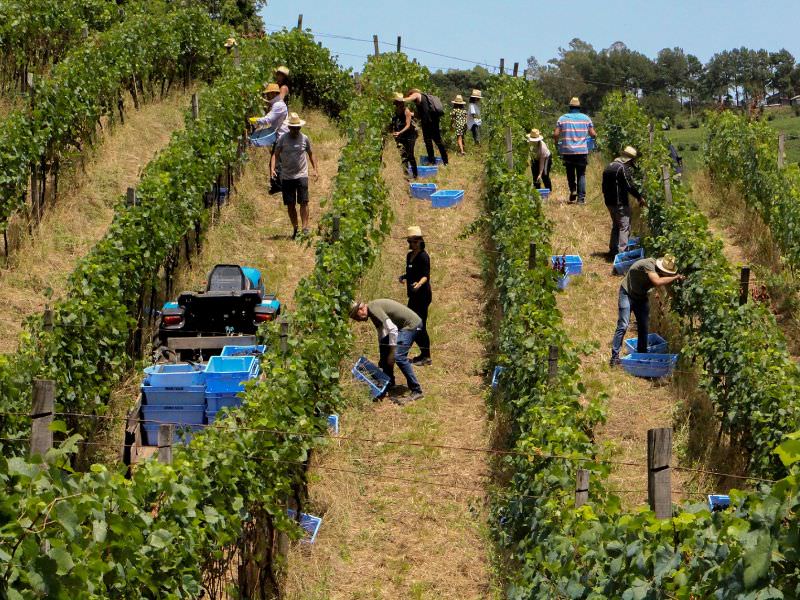 Meu Vinho Natureba: faça seu vinho na Faccin