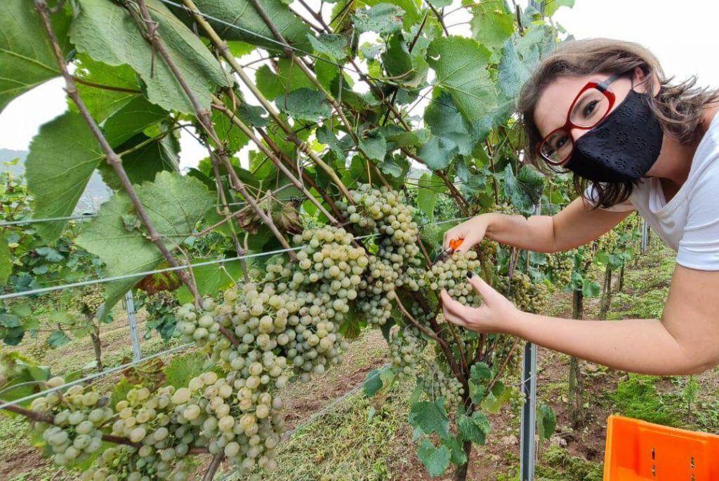 Jornalista de vinhos Paula Daidone Colhendo uvas