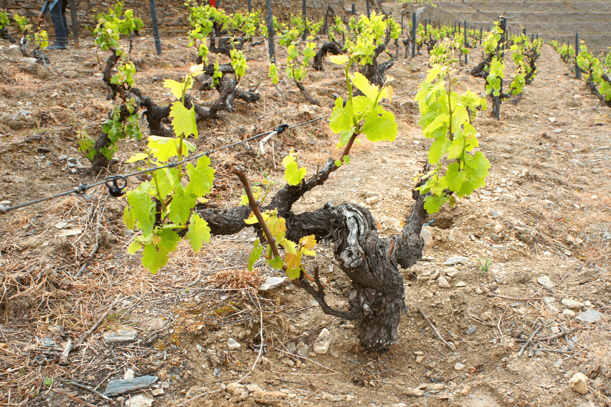 O que são as Vinhas Velhas?