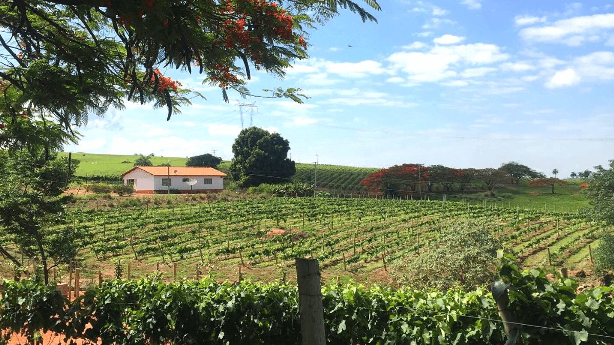 1º Festival de Vinhos de Inverno acontece em junho em MG