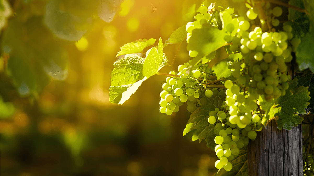 Tudo sobre a uva Riesling