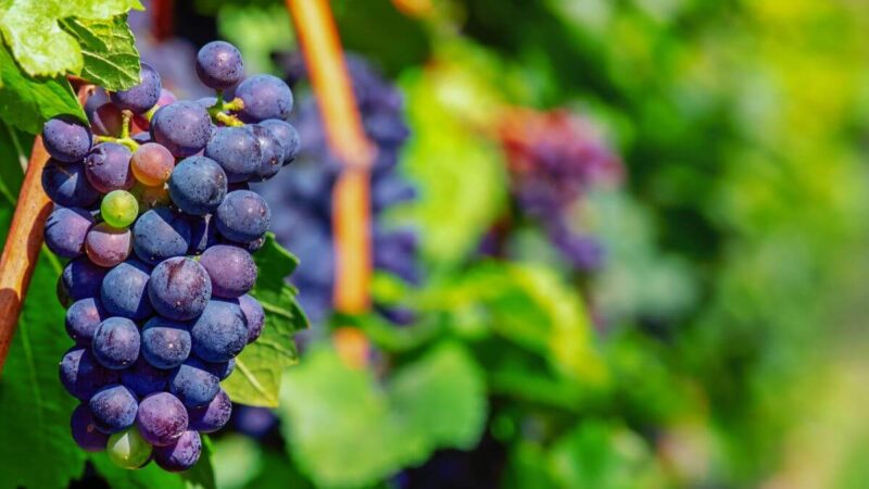Conheça a uva Marselan