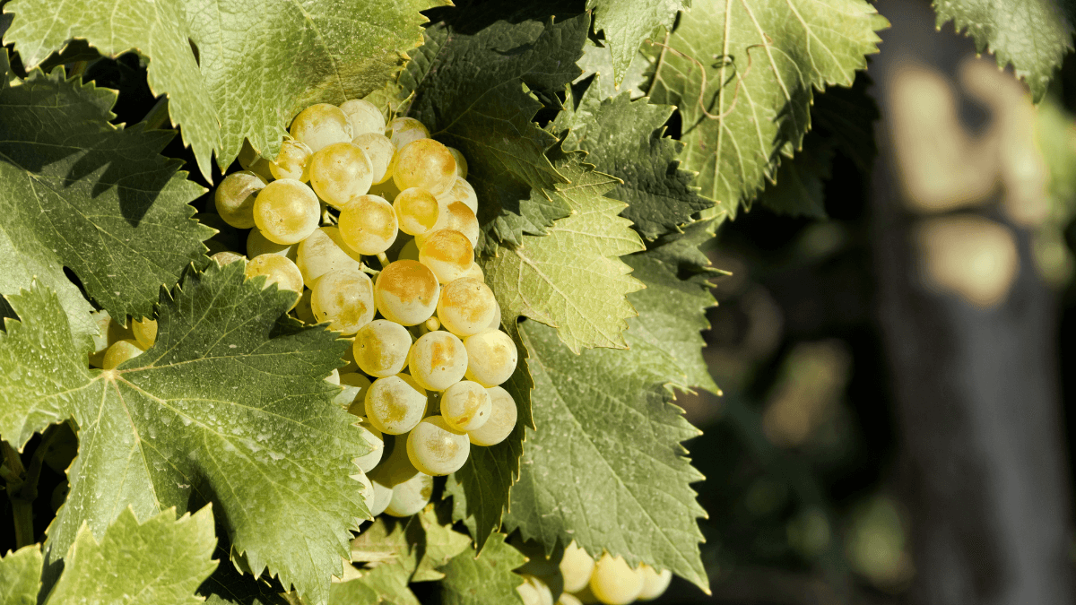 Conheça a uva Viognier