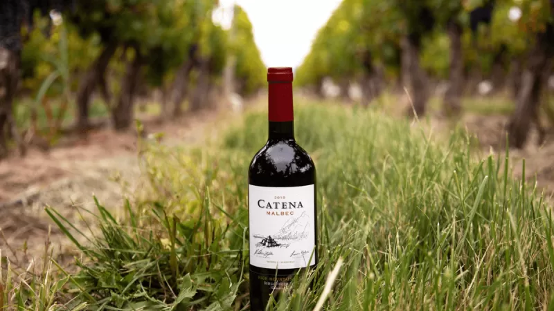 Conheça a história da vinícola Catena Zapata