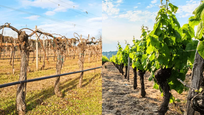 Ciclo da videira: fases de crescimento da uva