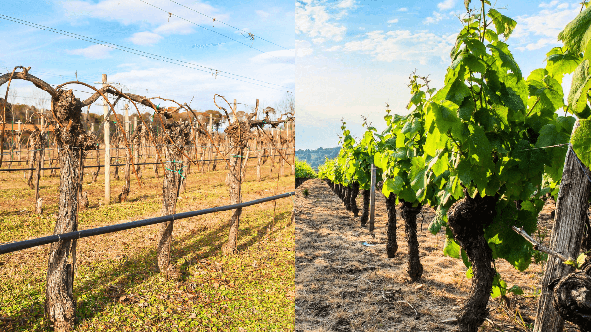 Ciclo da videira: fases de crescimento da uva