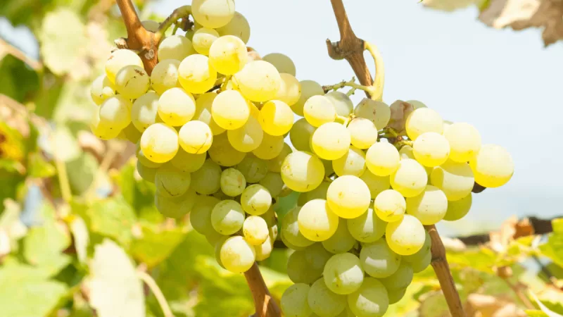 Conheça a uva Malvasia