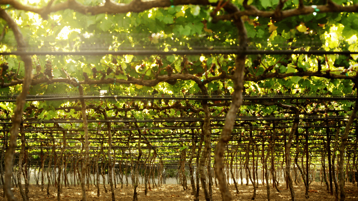 
Diferenca-entre-Vitis-Vinifera-e-Vitis-Labrusca-.-Latada