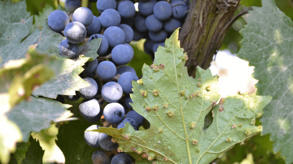 Filoxera: a praga que mudou a história do vinho