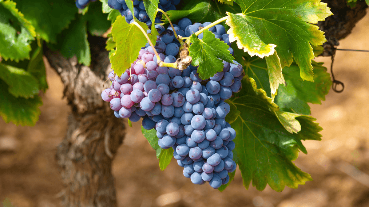 Diferença ente Vitis Vinifera e Vitis Labrusca