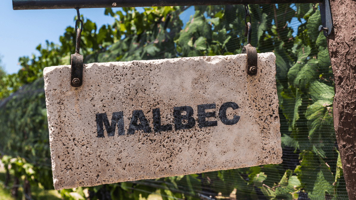 Malbec: características e dicas de vinhos