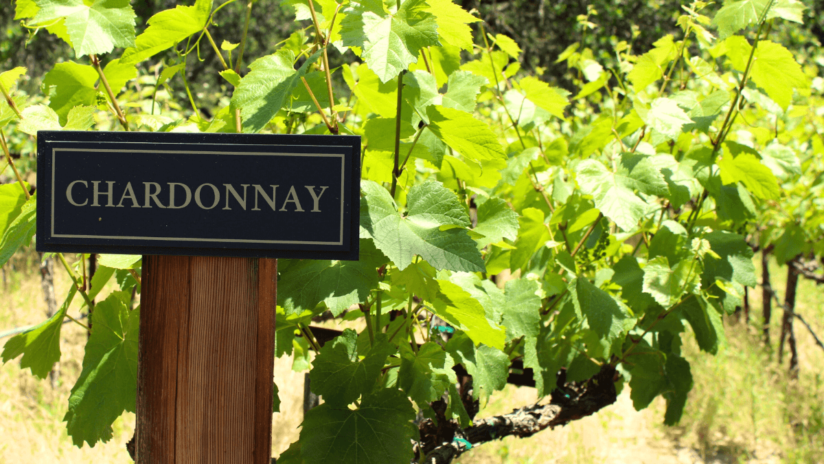 Discover more about Chardonnay grape