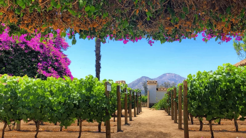 Vinícolas perto de Santiago: um roteiro Imperdível no Chile