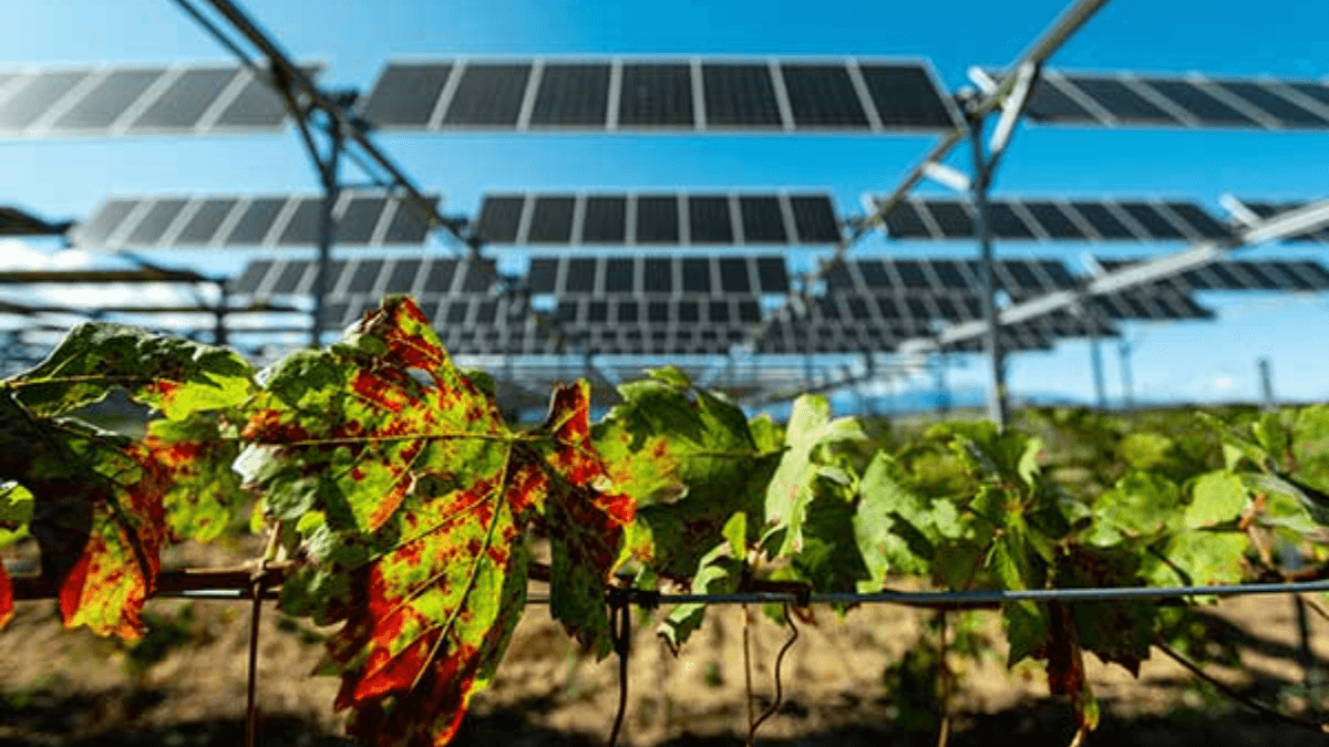 Saiba como energia solar eleva a qualidade dos vinhos