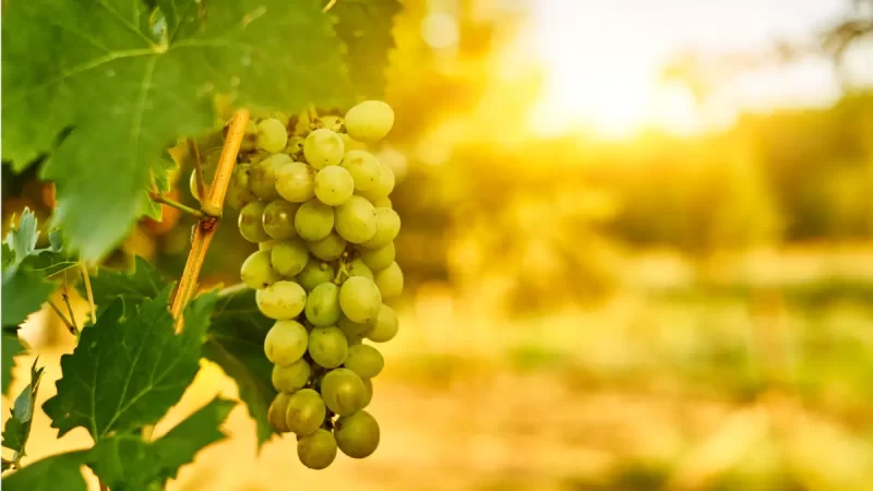 Glera: a uva do Prosseco