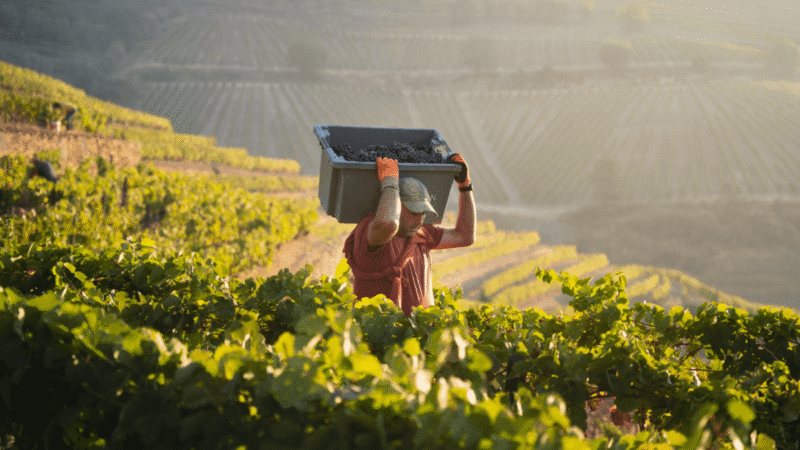 Vindima 2026 em Portugal: calor extremo afeta produção de vinhos