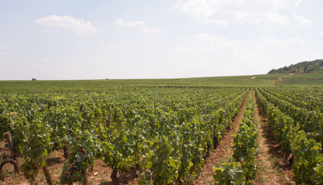 Tasting Wines of Chile – São Paulo 2018